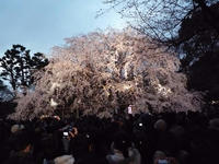 20090328-六義園02