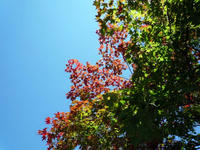 20090923-ニドム