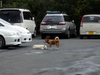 20091010-椎名内