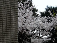 20100403-桜-ベランダ