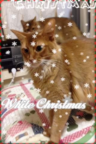 White_Christmas.png