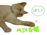 にほんブログ村 猫ブログ MIX白猫へ