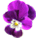 vio.gif