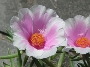 PICT0065.JPG