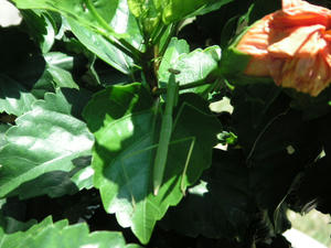 PICT0068.JPG