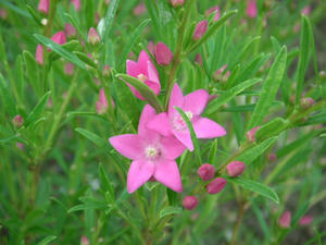 PICT0243.JPG