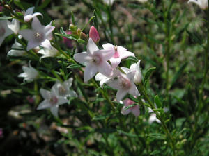 PICT0084.JPG