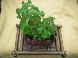 PICT0109.JPG