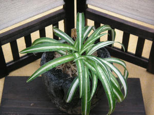 PICT0118.JPG