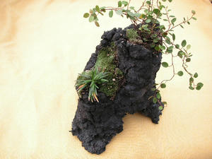 PICT0155.JPG