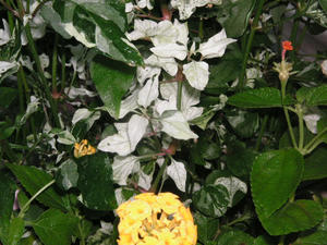 PICT0187.JPG