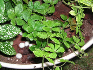PICT0188.JPG