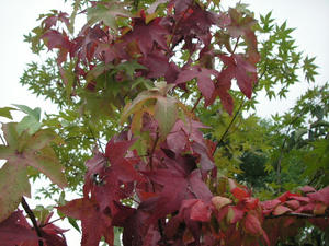 PICT0217.JPG