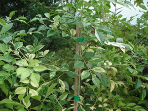 PICT0219.JPG