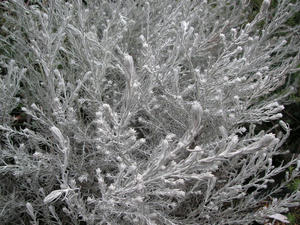 PICT0220.JPG