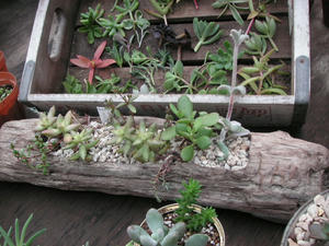 PICT0229.JPG
