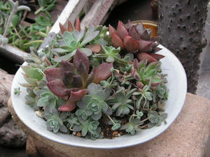 PICT0233.JPG