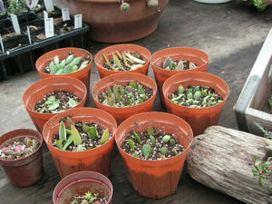PICT0231.JPG
