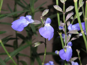 PICT0293.JPG