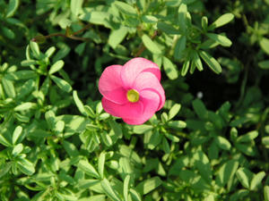 PICT0350.JPG