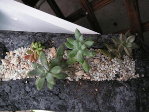 PICT0388.JPG