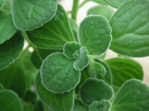 PICT0430.JPG