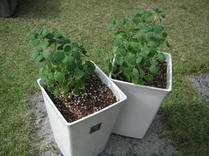 PICT0438.JPG
