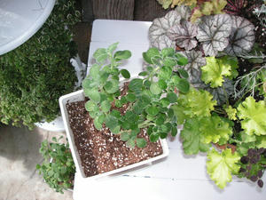 PICT0439.JPG