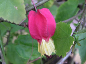 PICT0443.JPG