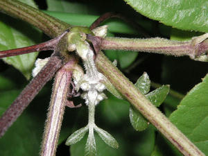 PICT0463.JPG