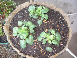 PICT0469.JPG