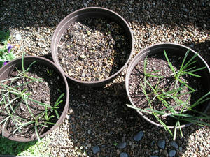 PICT0470.JPG