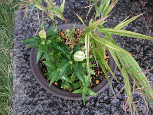 PICT0464.JPG