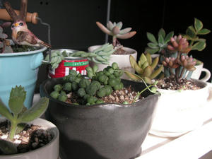 PICT0492.JPG