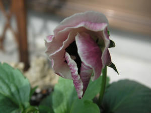 PICT0496.JPG