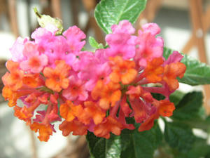 PICT0497.JPG