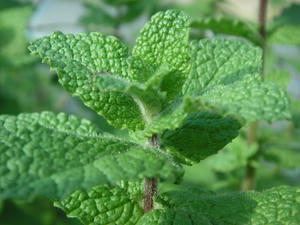 PICT0543.JPG
