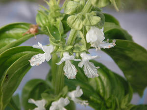 PICT0545.JPG