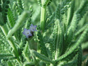 PICT0548.JPG