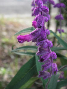 PICT0511.JPG