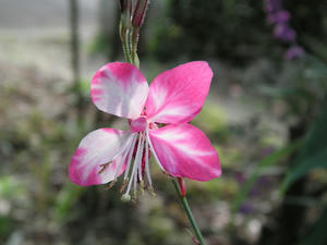 PICT0512.JPG