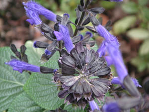 PICT0515.JPG