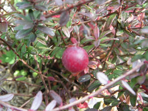 PICT0516.JPG