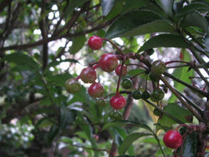 PICT0517.JPG