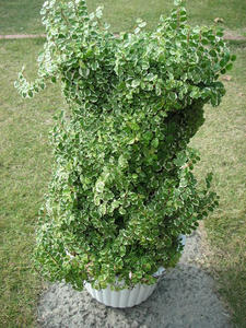 PICT0519.JPG