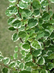 PICT0520.JPG