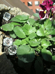 PICT0623.JPG