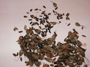 PICT0658.JPG