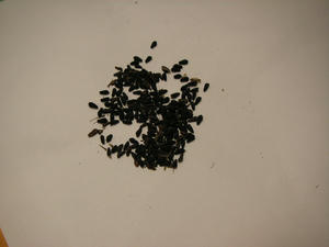PICT0659.JPG