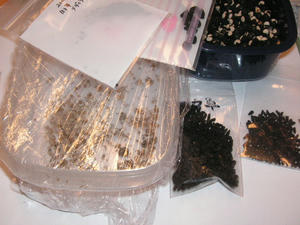 PICT0667.JPG